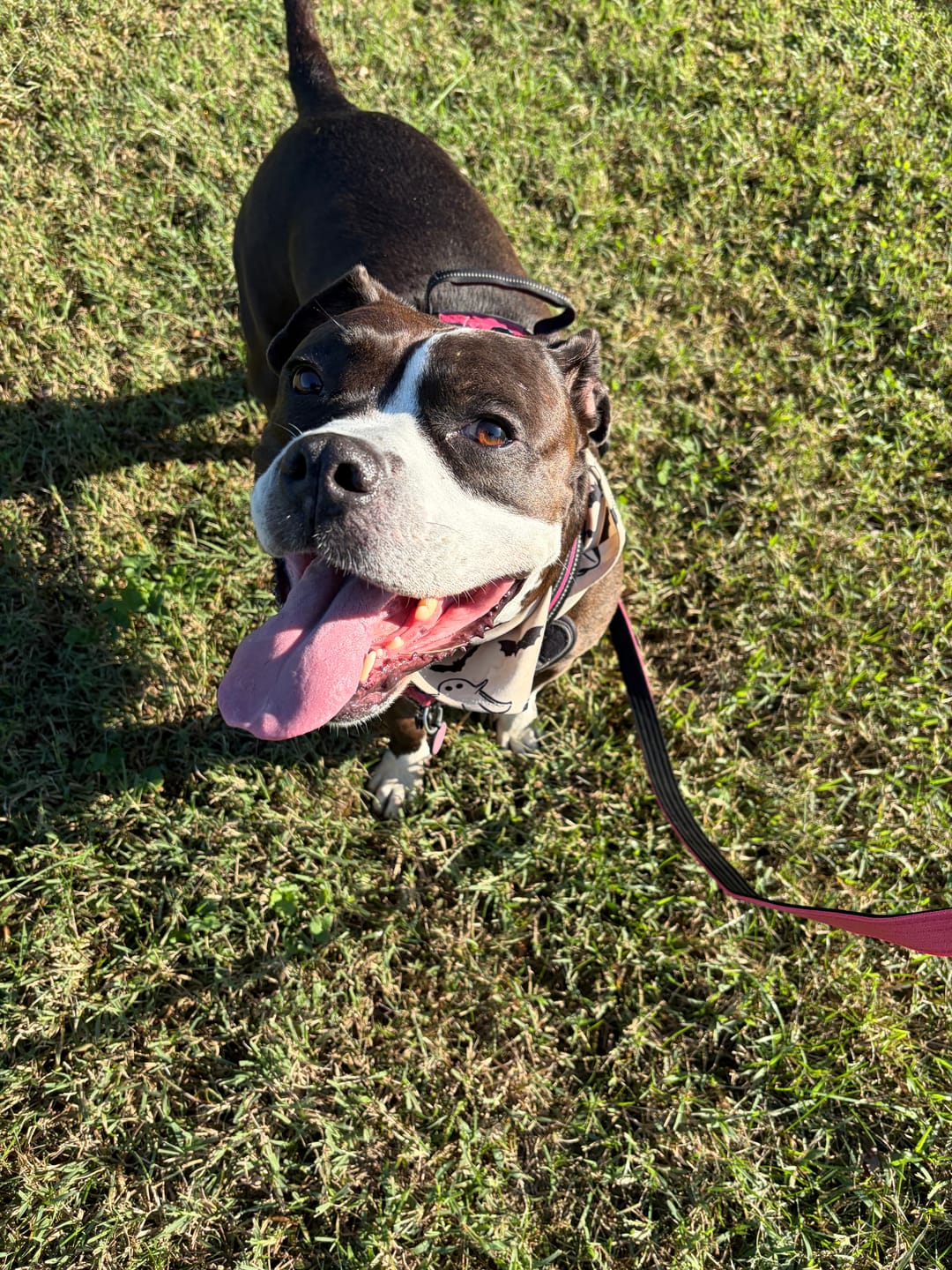 Customer photo review of Matching Pink 6' Bully Proof Leash