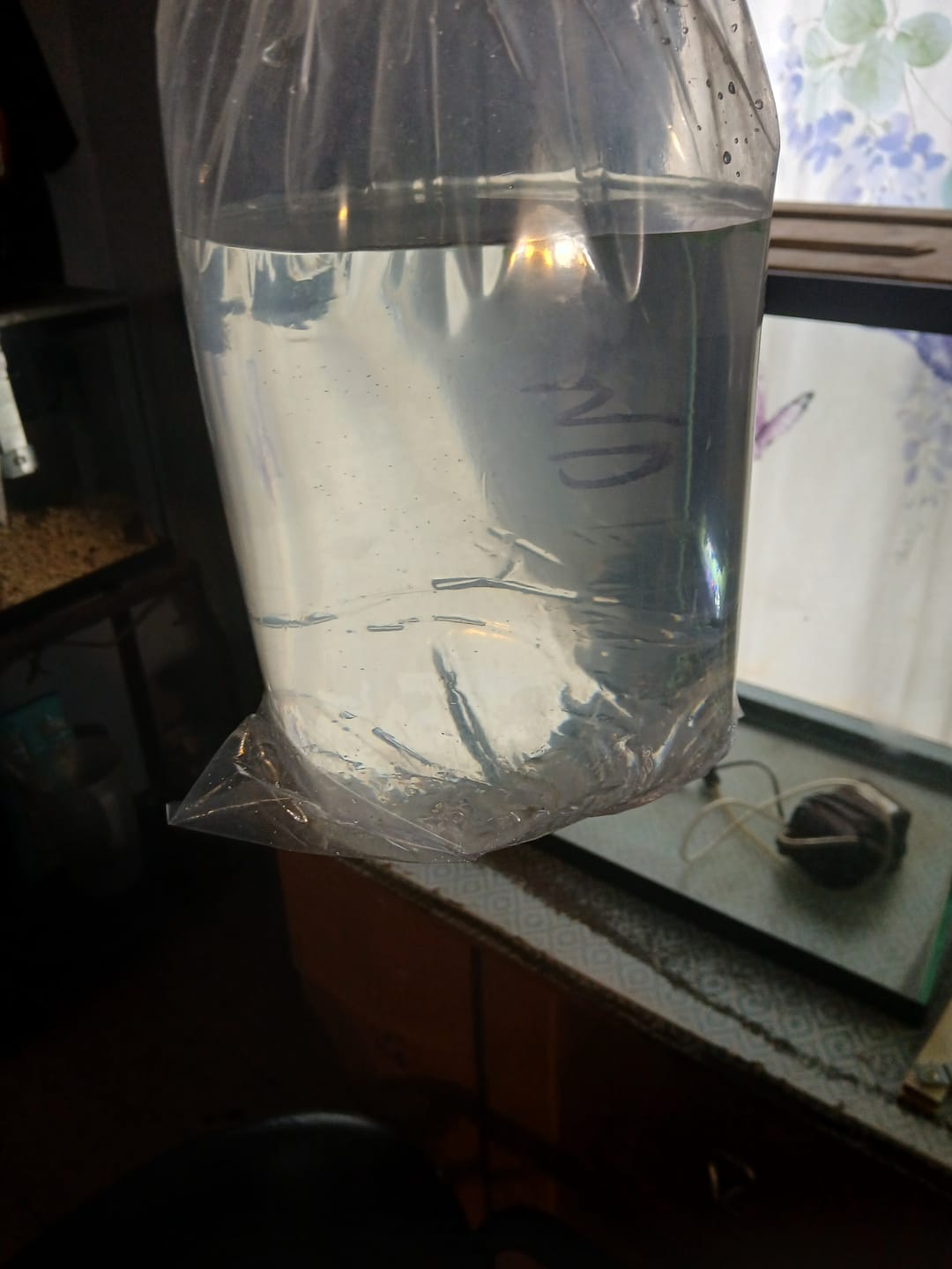 Customer photo review of Amano Shrimp (Algae-Eating Freshwater Shrimp)