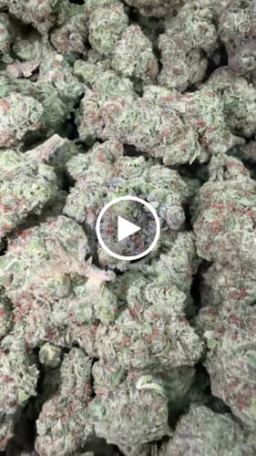 Customer video review of LA Cheese (Light-Assisted) – Bulk THCA Flower 1 lb