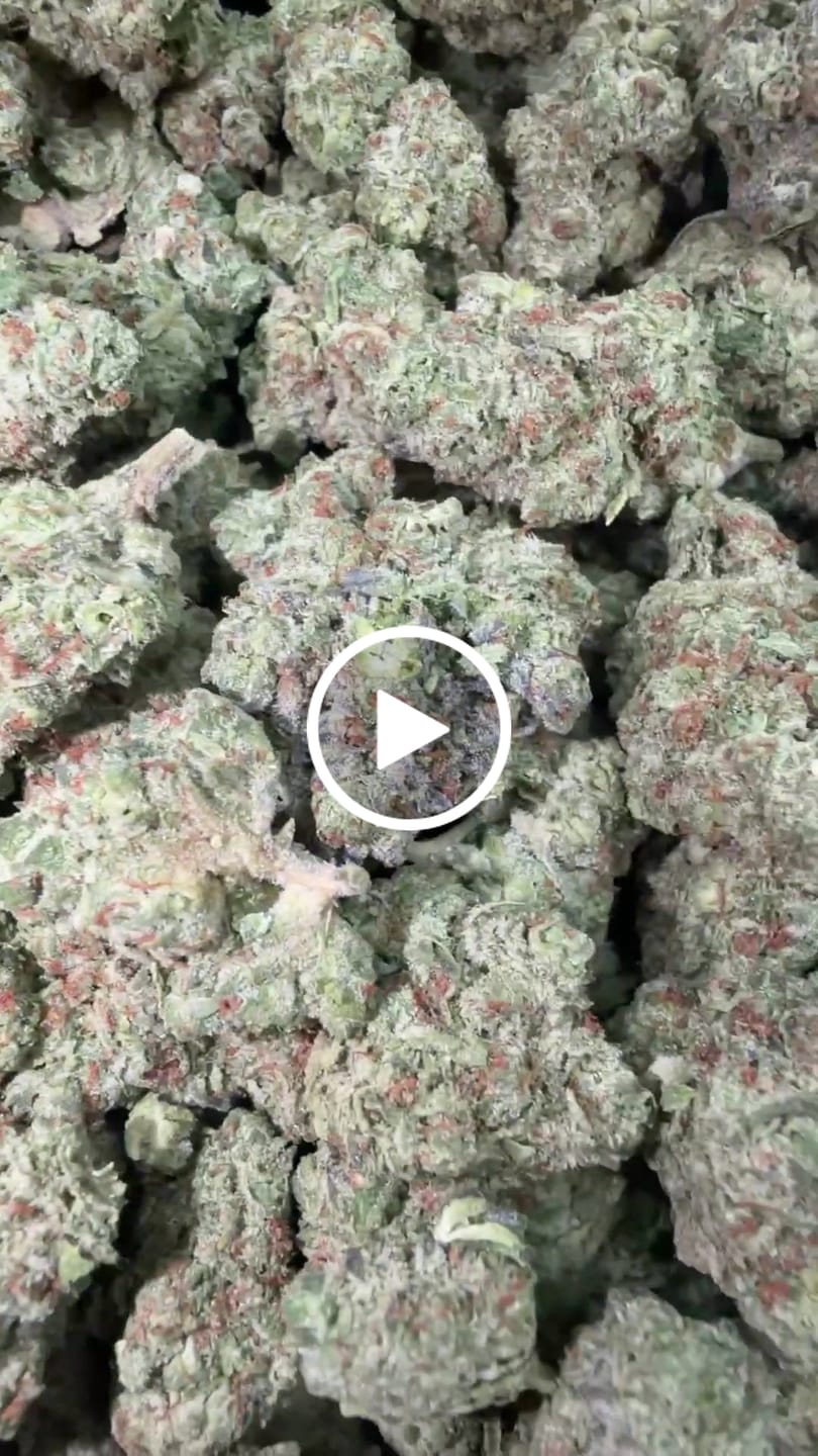 Customer video review of LA Cheese (Light-Assisted) – Bulk THCA Flower 1 lb
