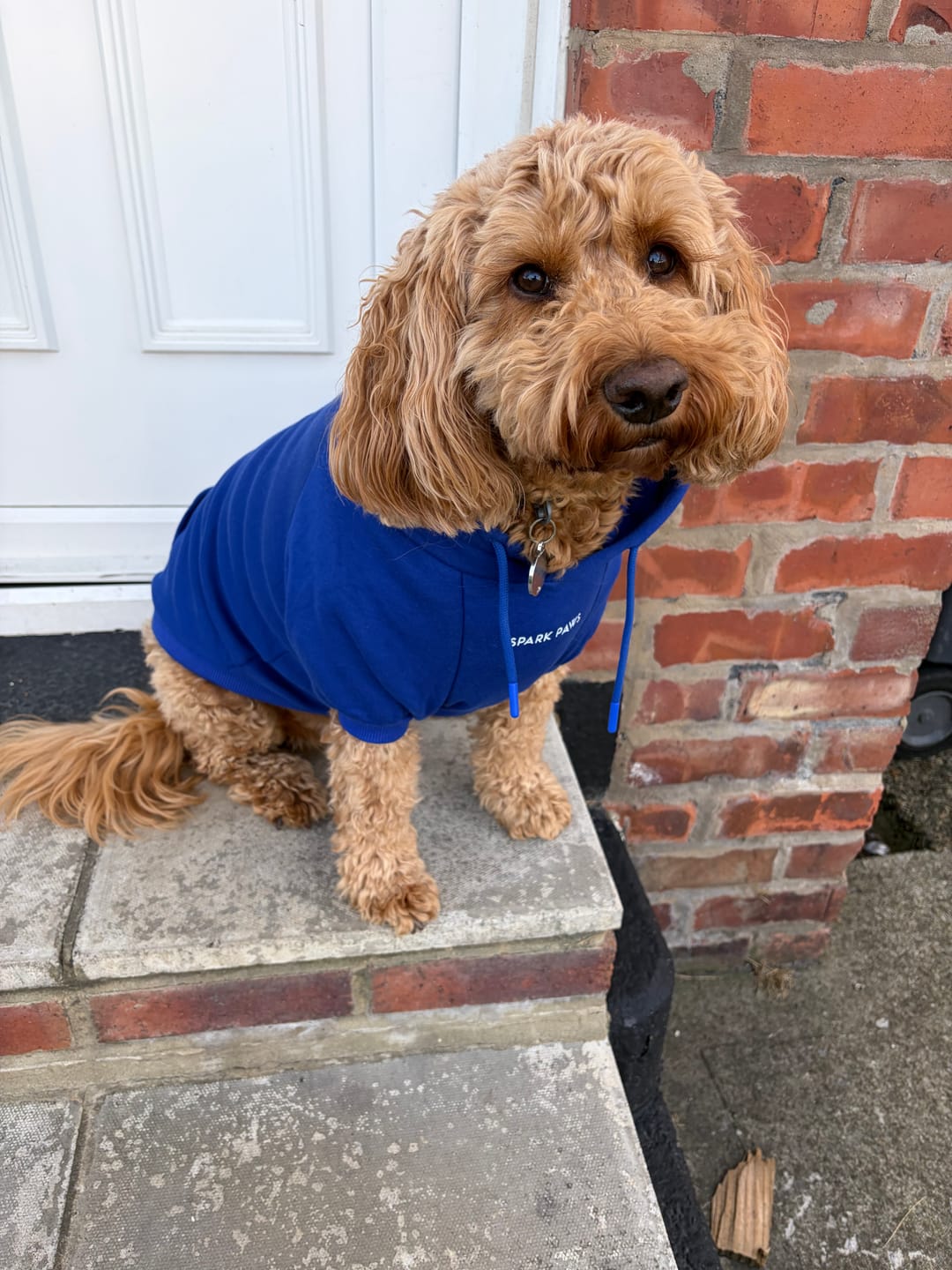 Customer photo review of Essential Dog Hoodie - Midnight Blue