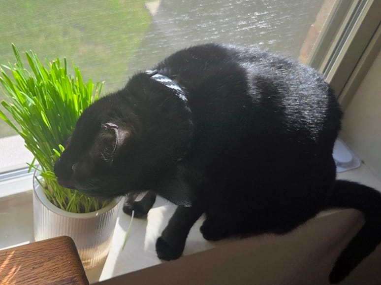 Customer photo review of Michu All-in-One Soil-Free Cat Grass Grow Kit - Made In USA