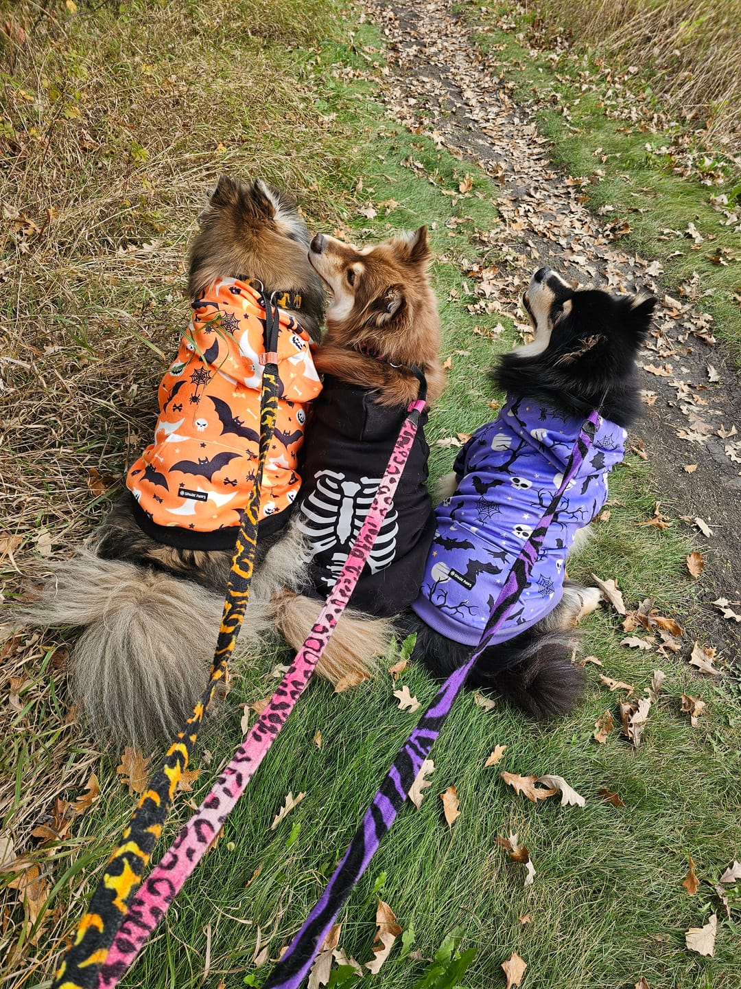 Customer photo review of Halloween Dog Hoodie - Reflective Skeleton