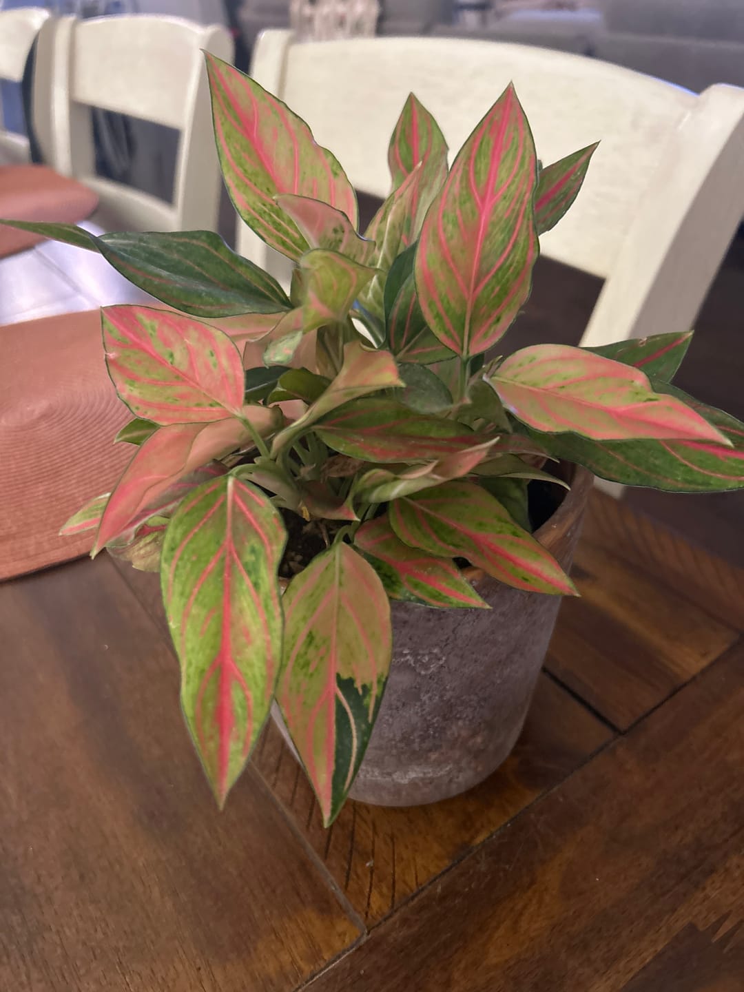Customer photo review of Aglaonema 'Red Vein'