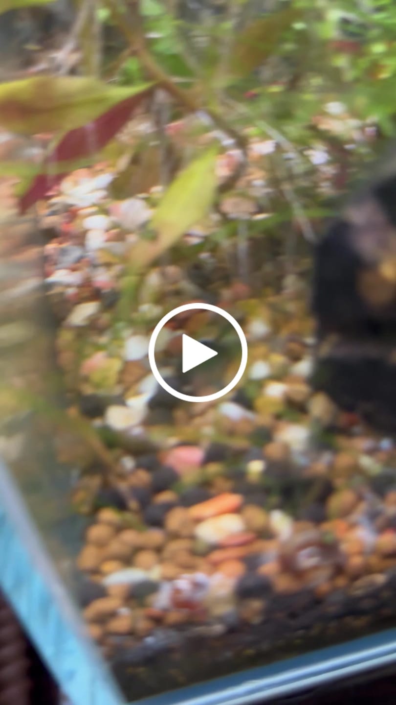 Customer video review of Freshwater Pom Pom Crab (Ptychognathus barbatus)