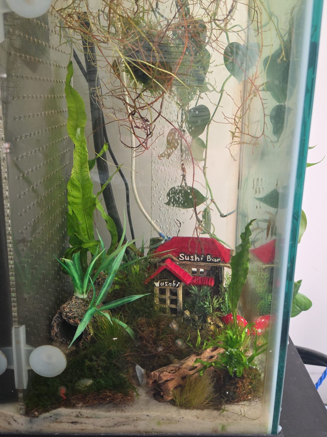 Customer photo review of Fire Red Cherry Shrimp (Bright Red Neocaridina)