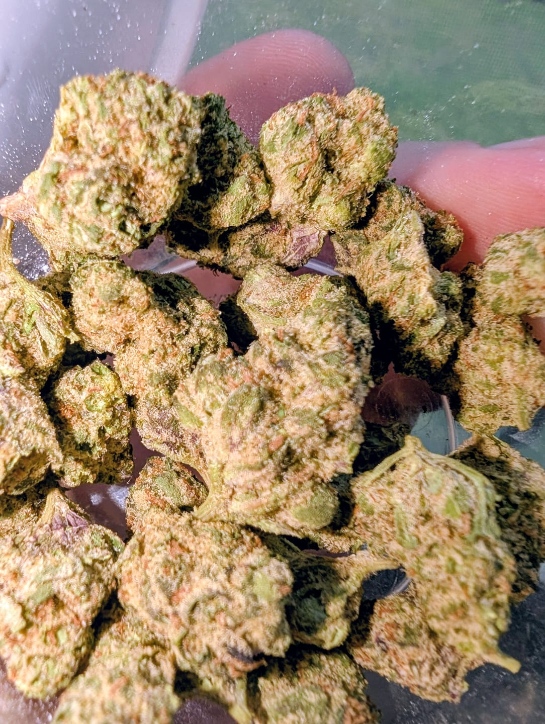 Customer photo review of Lyon King THCA Flower