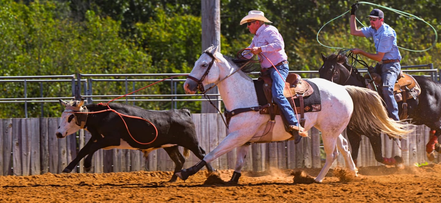 Customer photo review of HorseHalo™ HaloLegs Mini