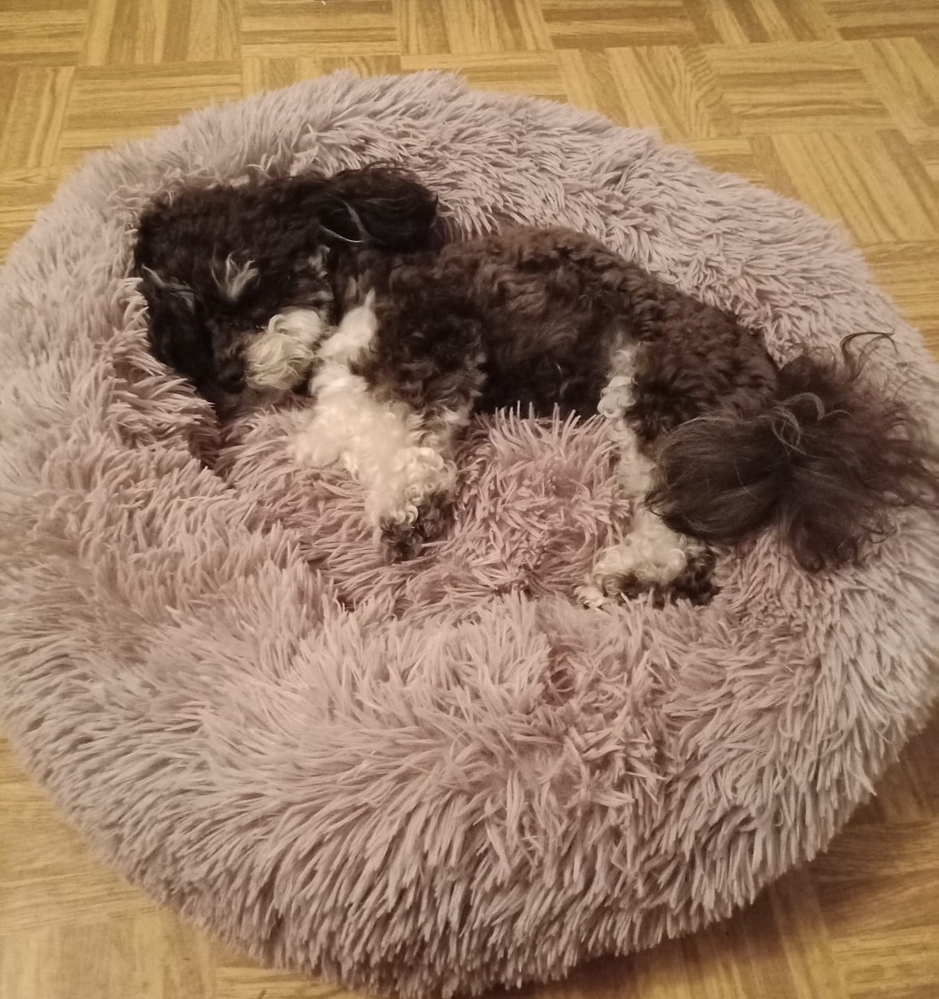 Customer photo review of Puppery Hundebett Wolke 7 - Das Original