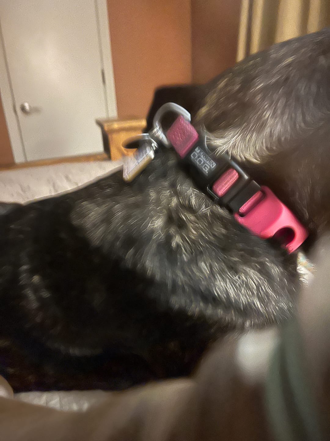 Customer photo review of FurLife™ 12 Months Flea and Tick Free