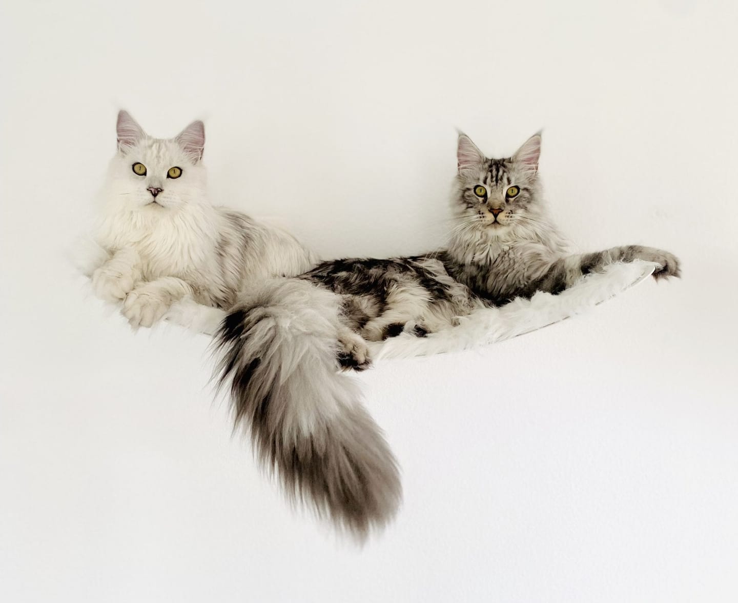 Customer photo review of STYA Katzen Kletterwand | XXL Hängematte WL170
