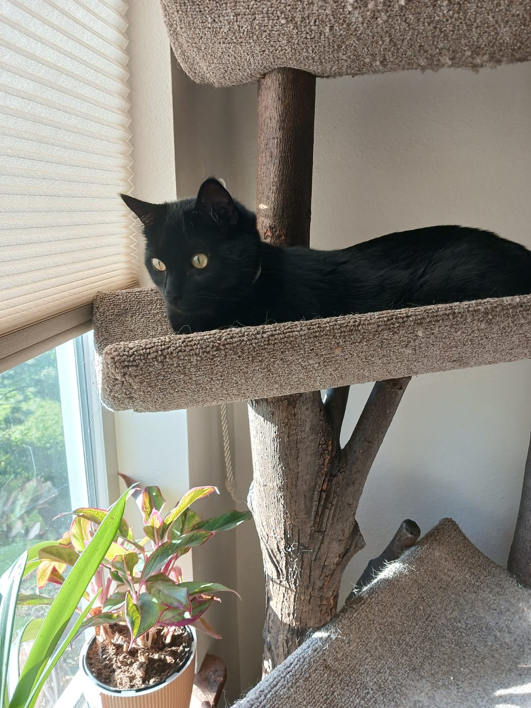 Customer photo review of 3x Blisso Advanced Cat Probiotic