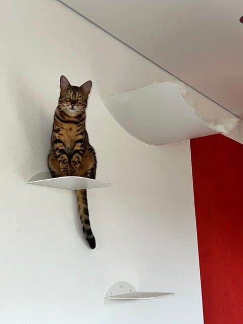 Customer photo review of STYA Katzen Kletterwand | Katzen Treppe WL140 | Mit 3 Stufen