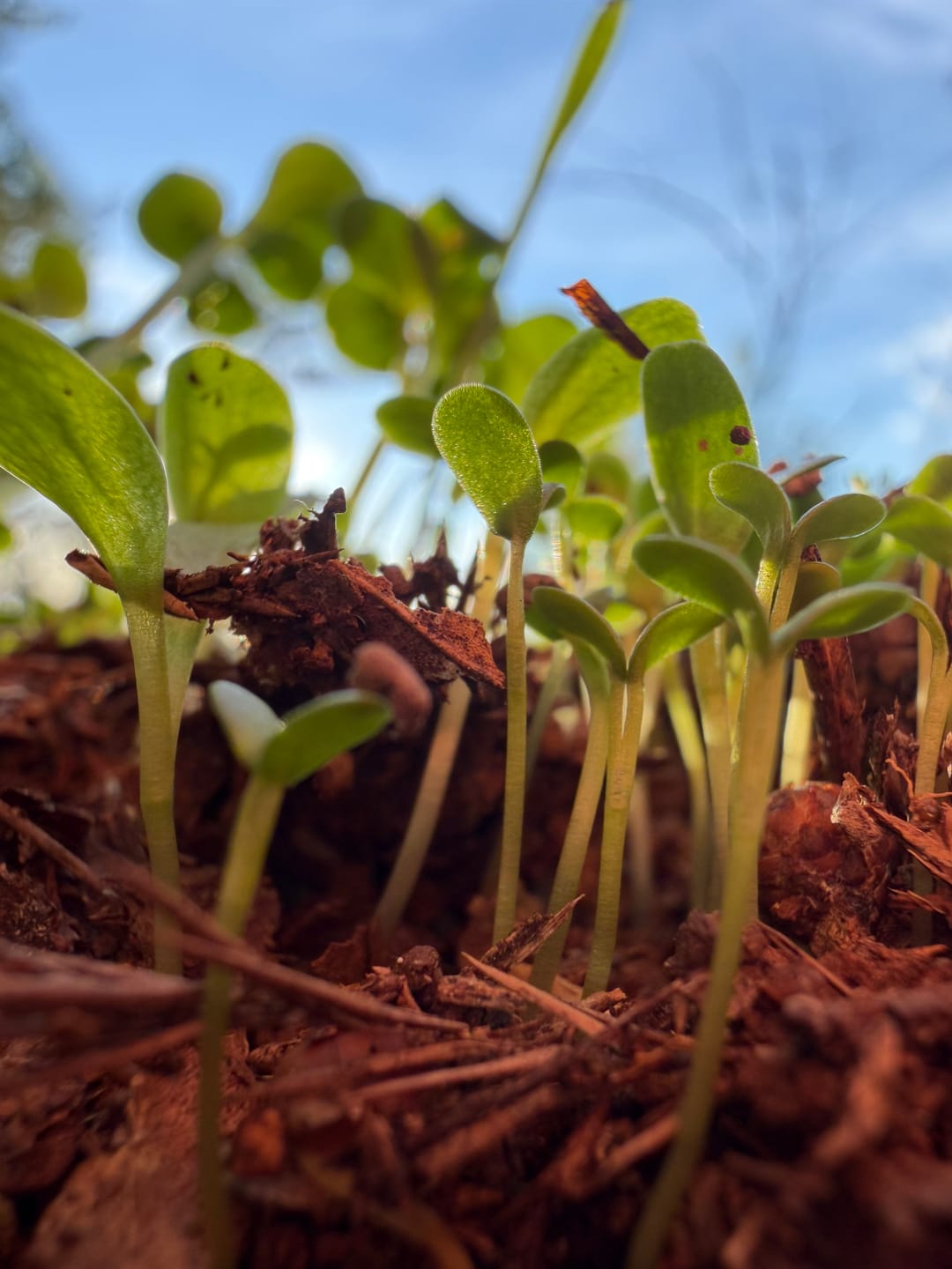 Customer photo review of No Till No Problem