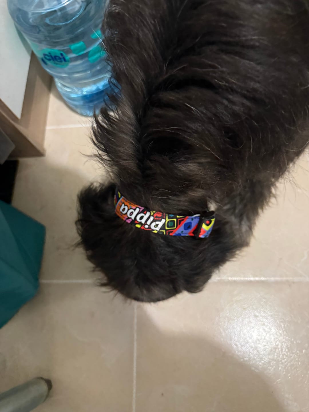 Customer photo review of Collar personalizado: Grecas