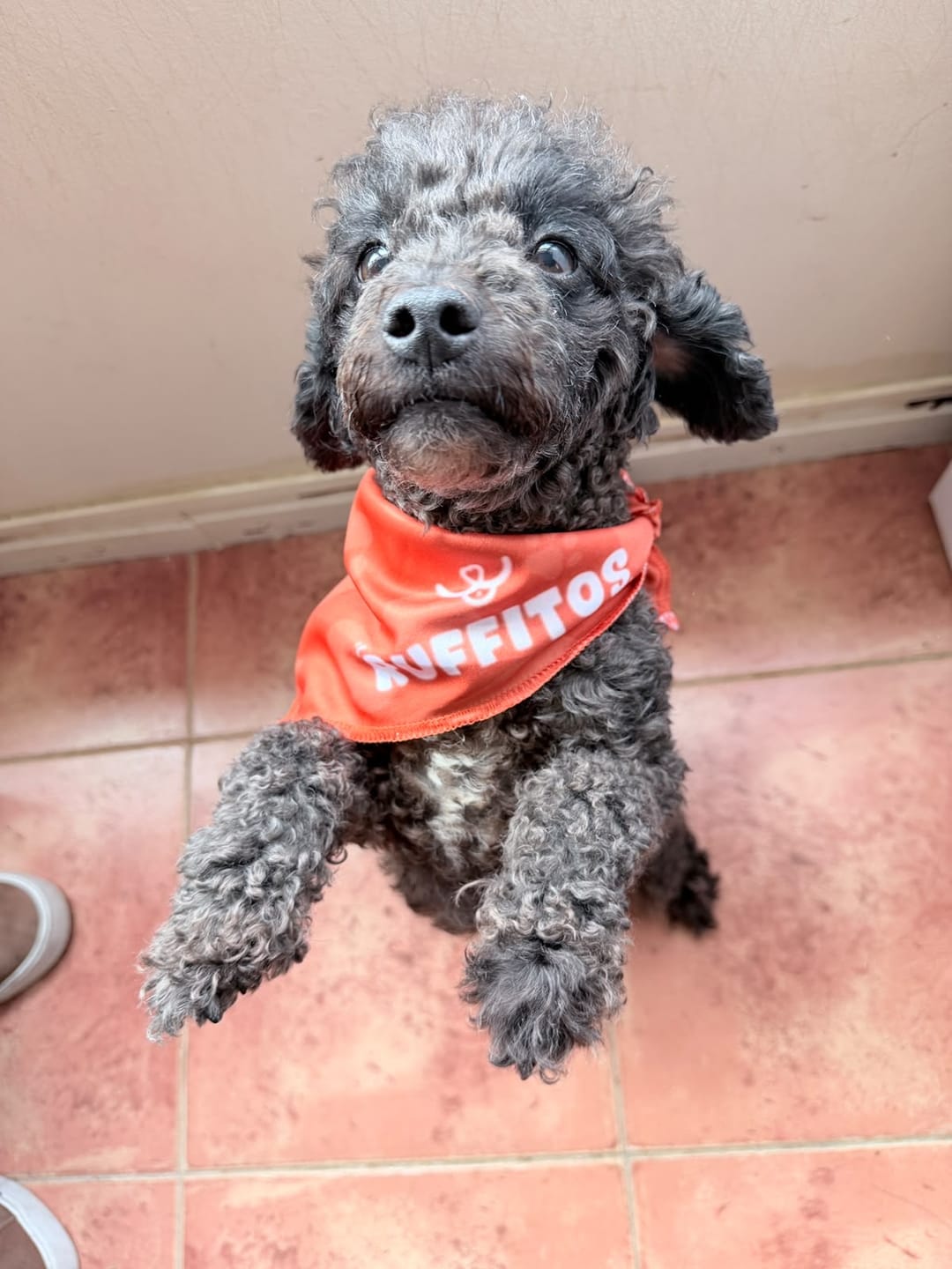 Customer photo review of Probioticos para perros