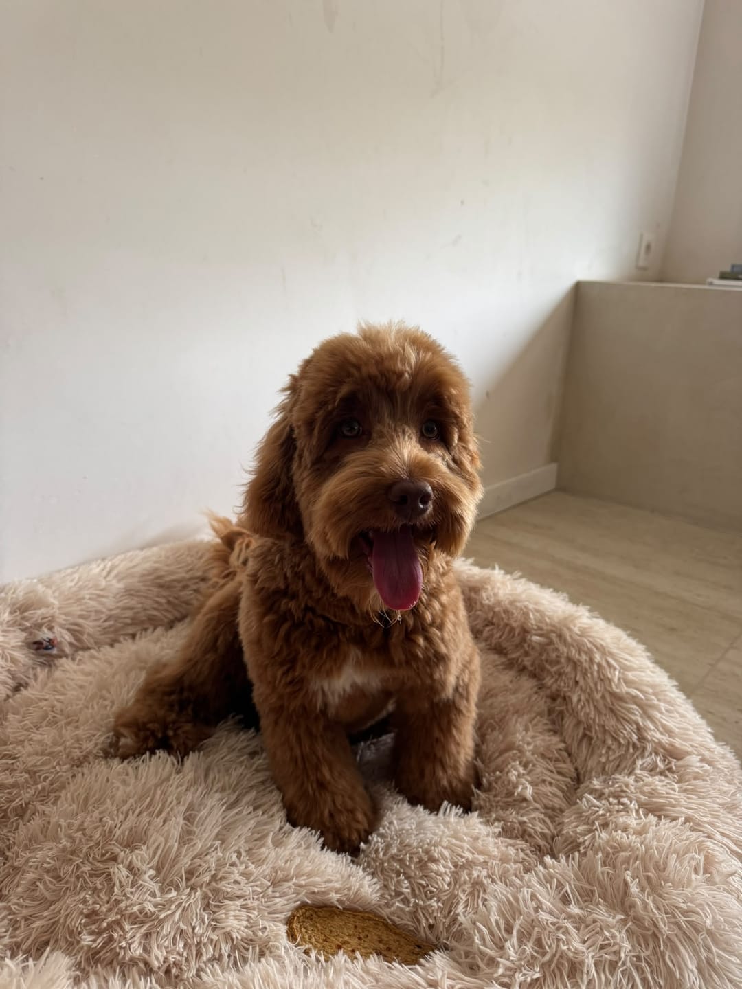 Customer photo review of Pet Perfect Fluffy Donut Hondenmand - Rond - Wasbaar