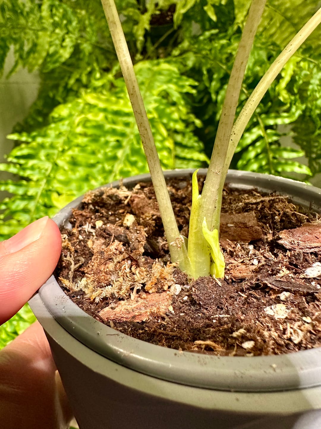 Customer photo review of Kelpy Food for Plants