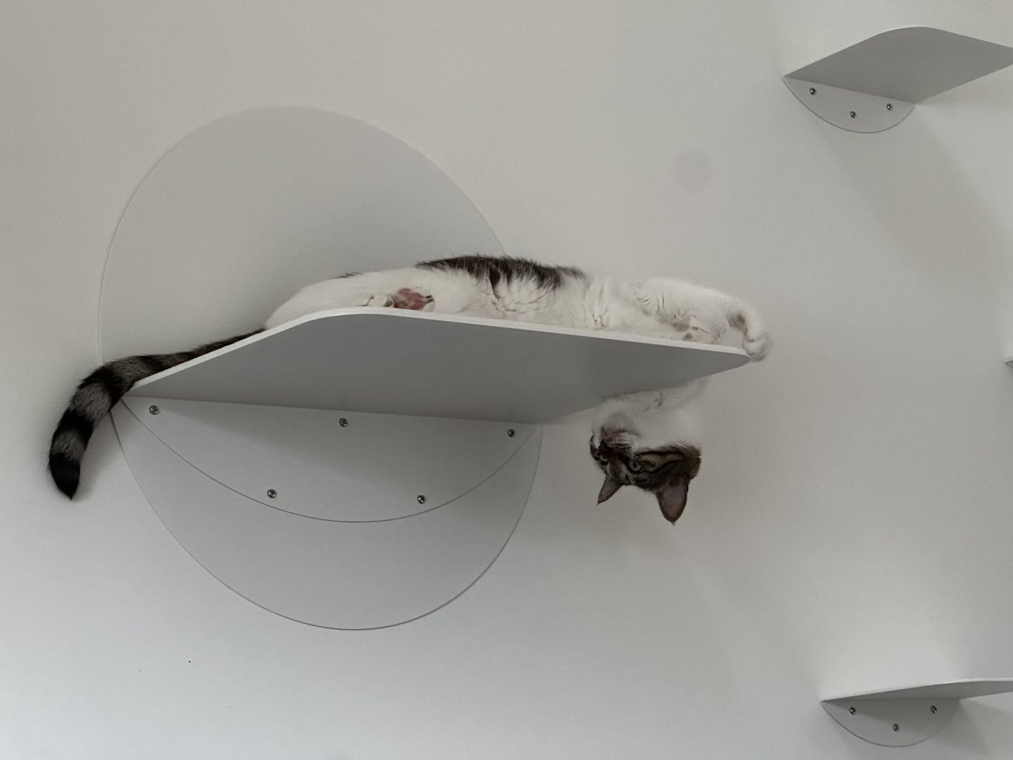 Customer photo review of STYA Katzen Kletterwand | XXL Wandliege WL180