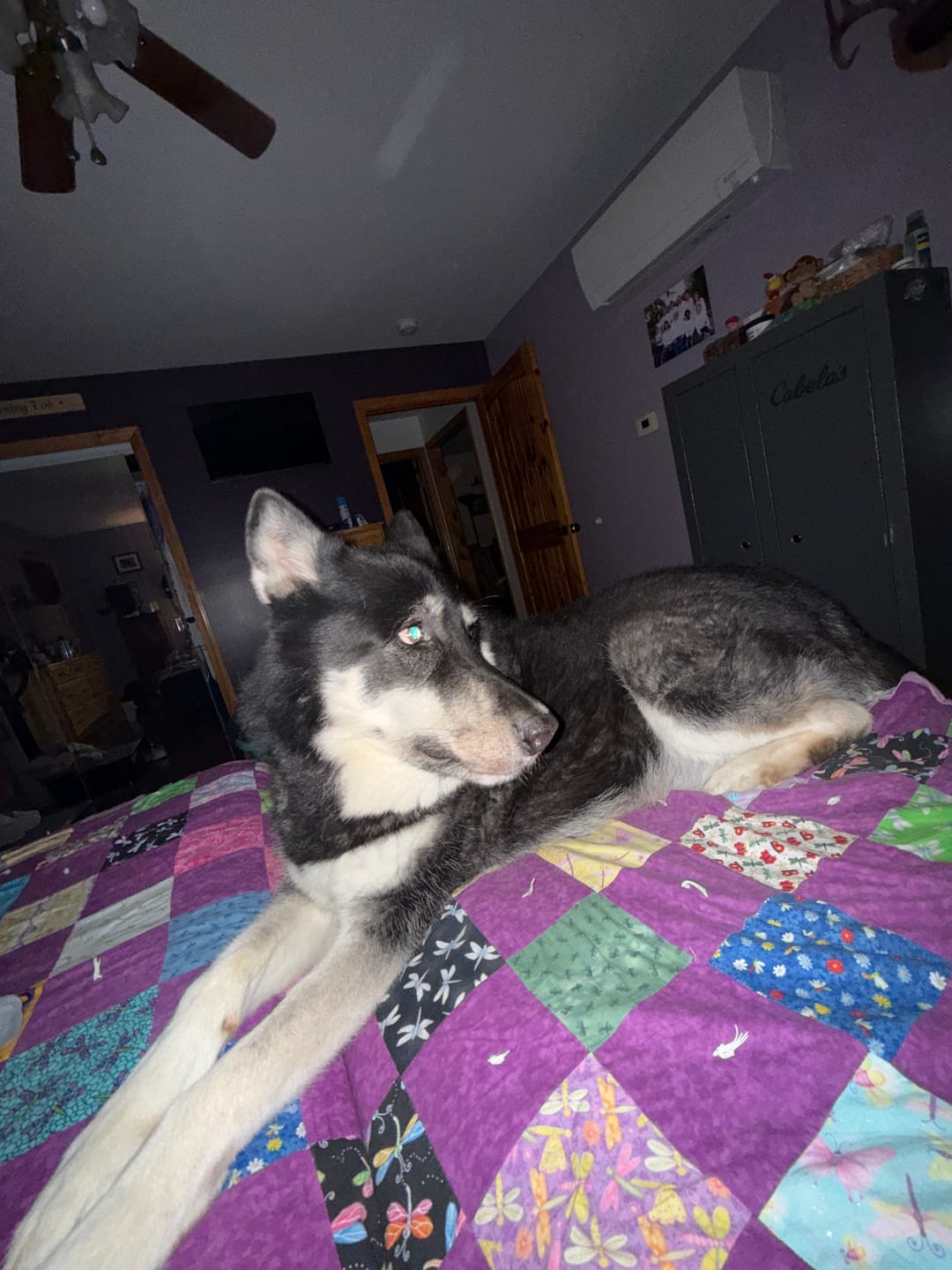 Customer photo review of Tummy Essentials Digestive Chews