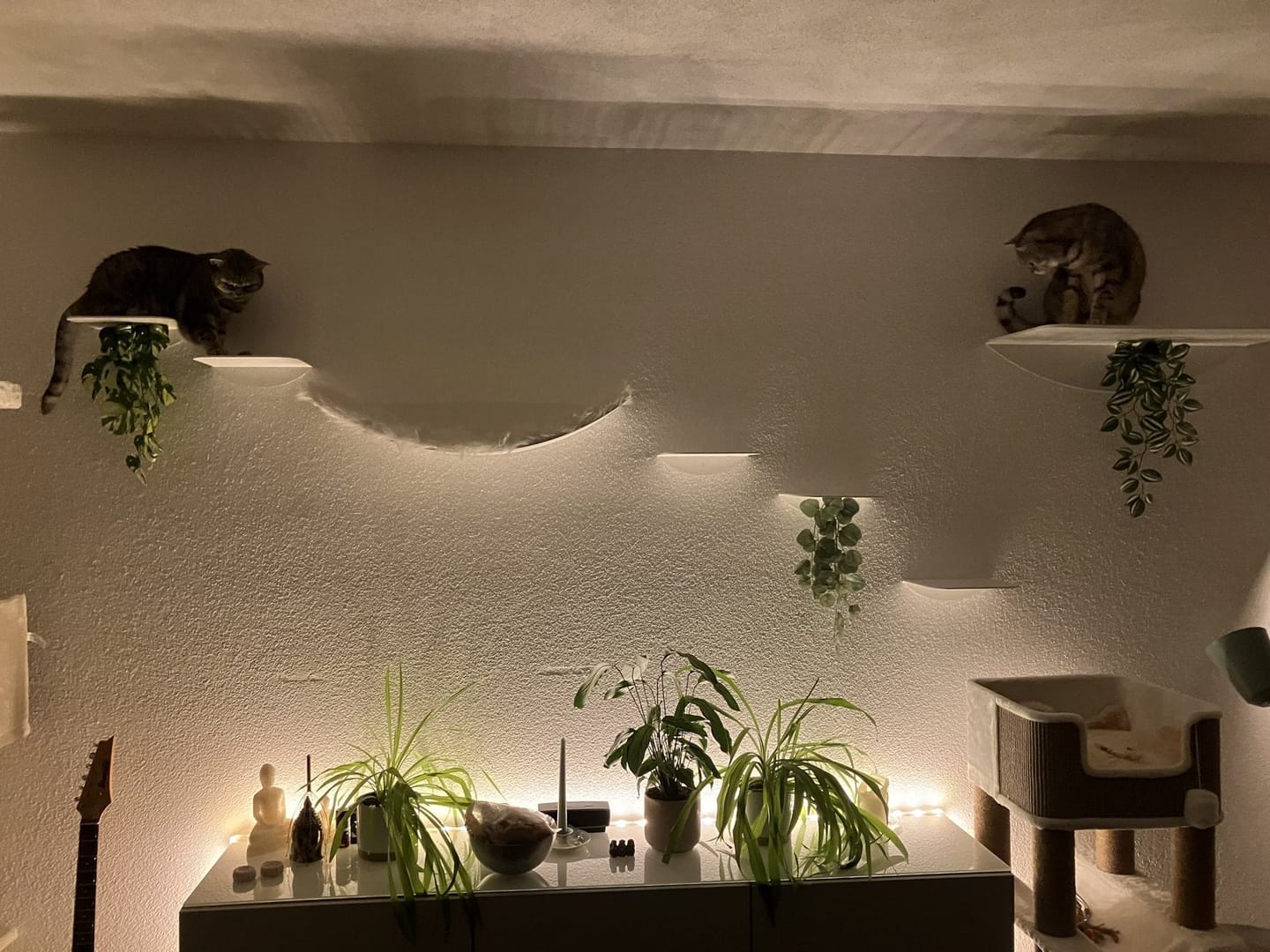 Customer photo review of STYA Katzen Kletterwand | XXL Wandliege WL180