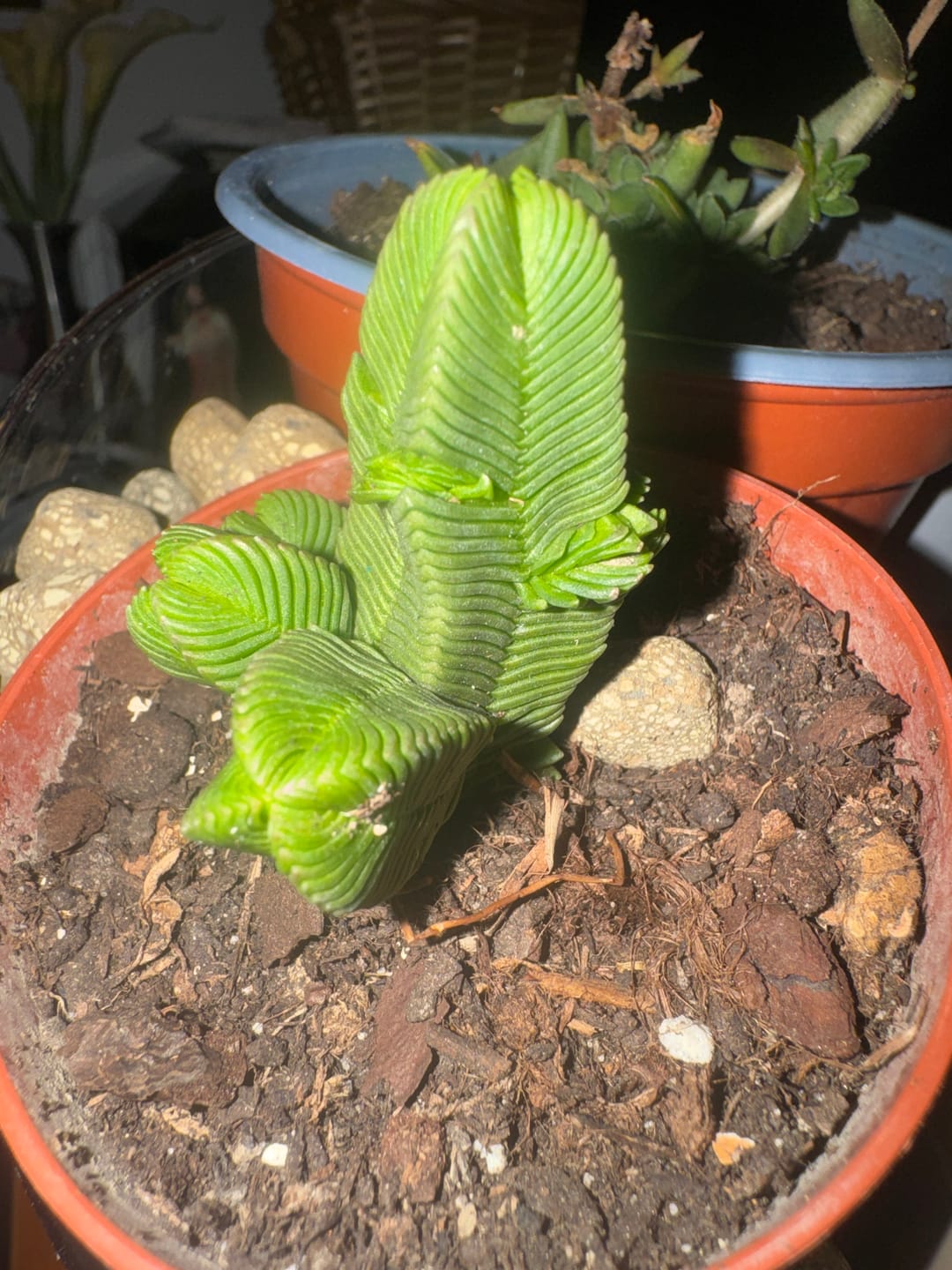 Customer photo review of Crassula pyramidalis