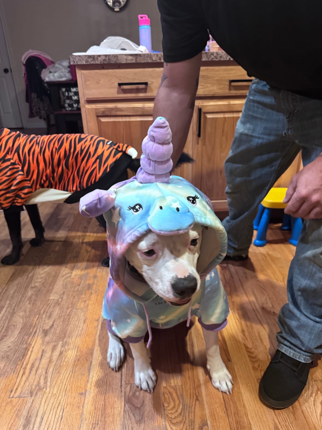 Customer photo review of Halloween Dog Hoodie - Unicorn