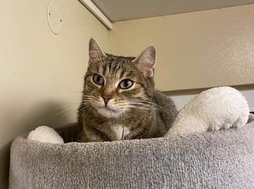 Getigerte Katze liegt entspannt im Bett