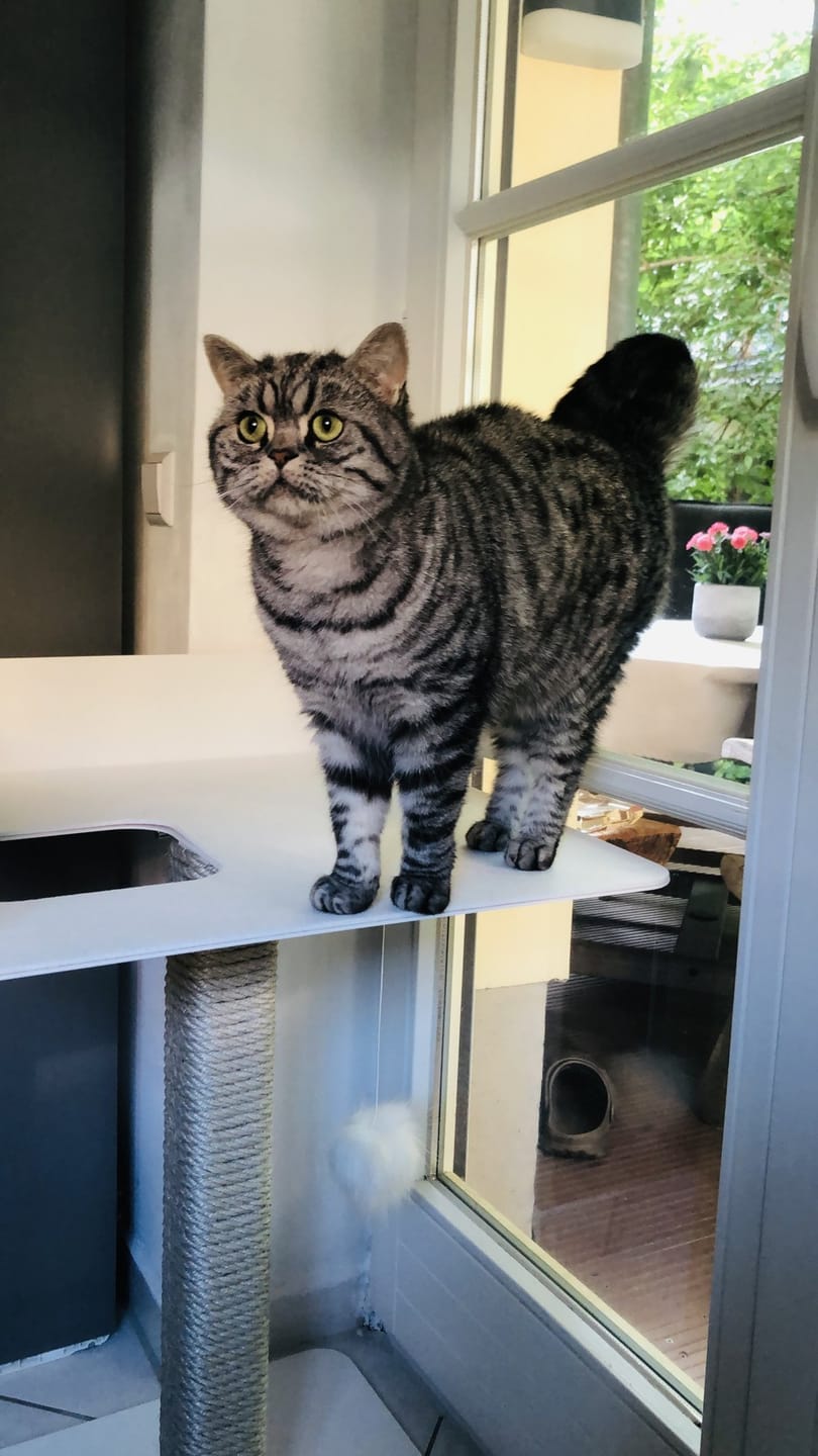 Customer photo review of STYA Katzen Kratzbaum MS520