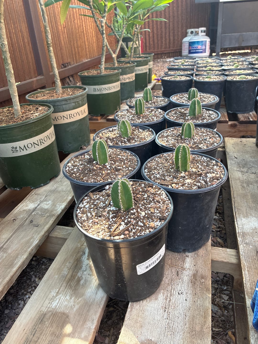 Customer photo review of Mexican Fence Post Cactus