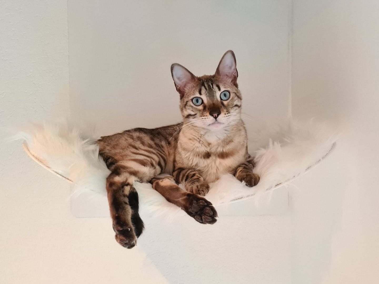 Customer photo review of STYA Katzen Kletterwand | Hängematte WL310