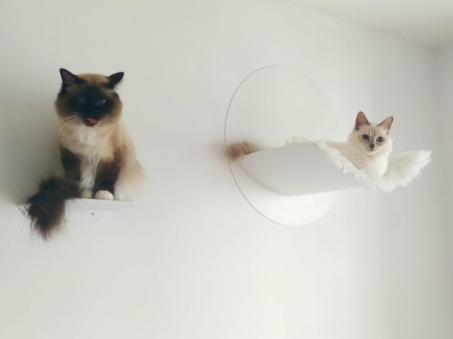 Customer photo review of STYA Katzen Kletterwand | Katzen Treppe WL140 | Mit 3 Stufen