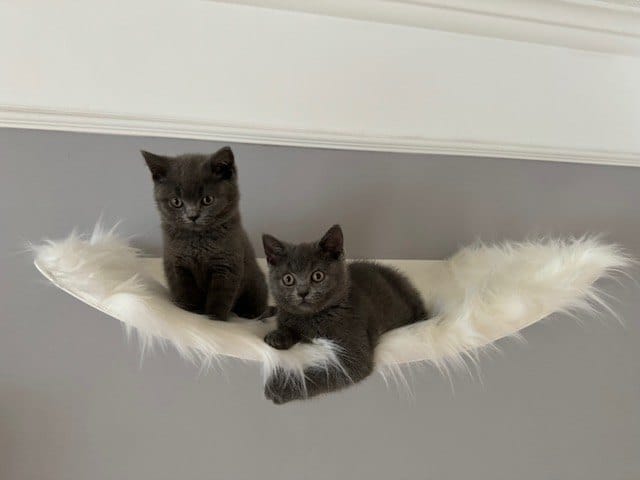 Customer photo review of STYA Katzen Kletterwand | Set Minimalist Hängematte XXL | Linie WL100