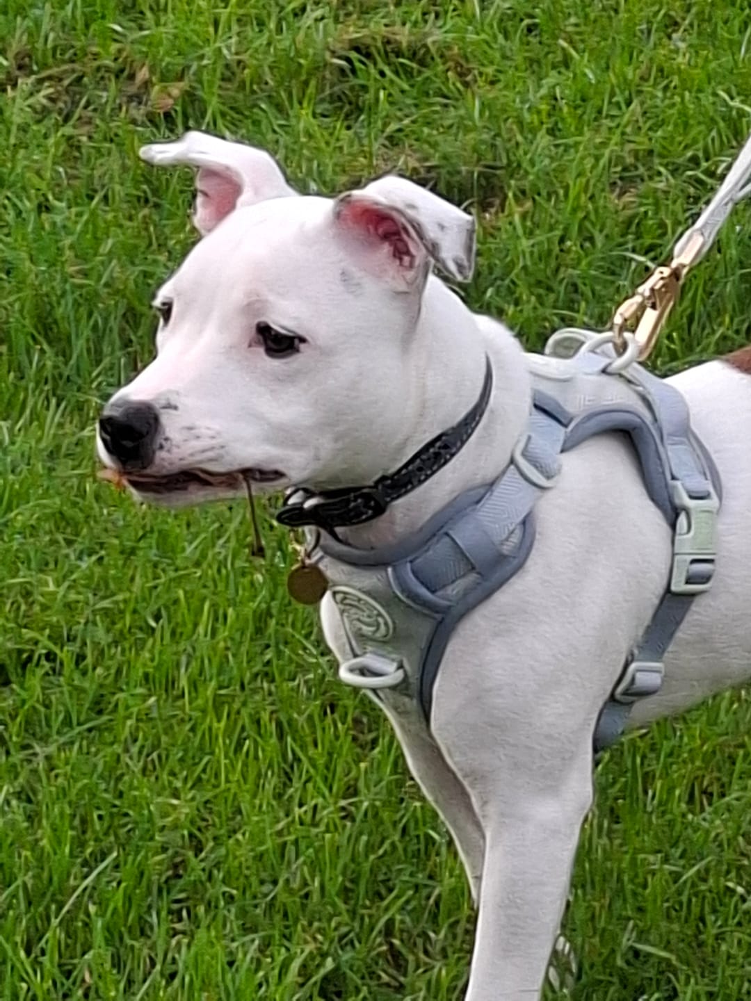 Customer photo review of Trail & Glow - Dog Harness Bundle Set - Colour Drops - Sage Tweed