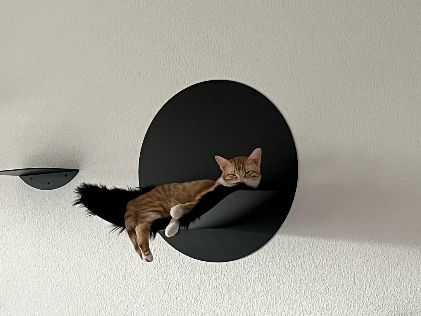 Customer photo review of STYA Katzen Kletterwand | Katzen Treppe WL140 | Mit 3 Stufen