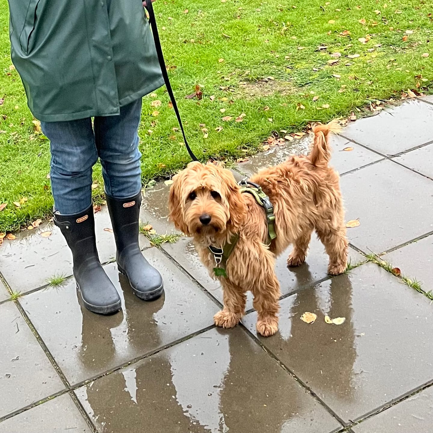 Customer photo review of Dog Copenhagen Comfort Walk Pro™ hundesele Hunting Green