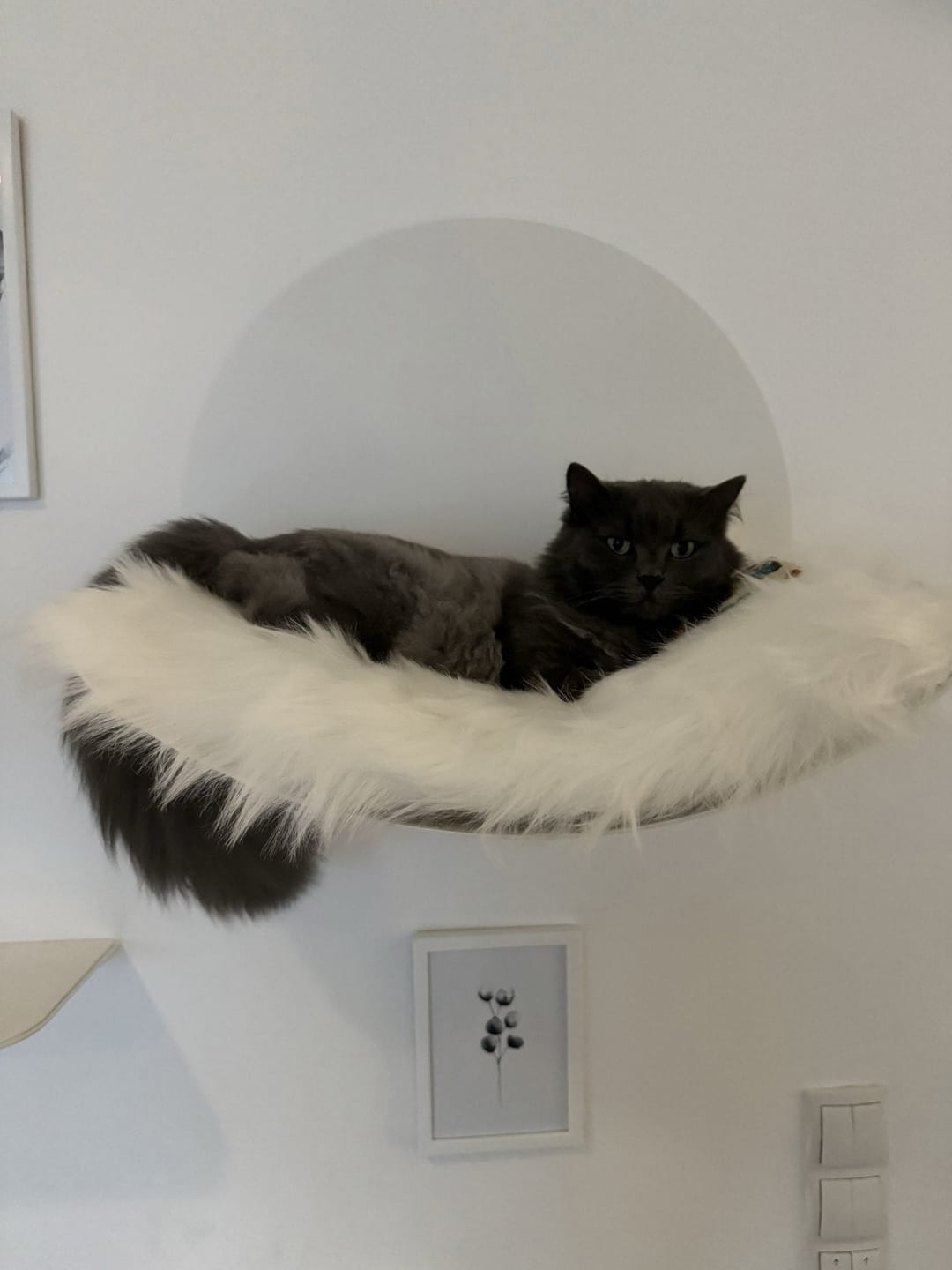 Customer photo review of STYA Katzen Kletterwand | Katzen Treppe WL140 | Mit 3 Stufen