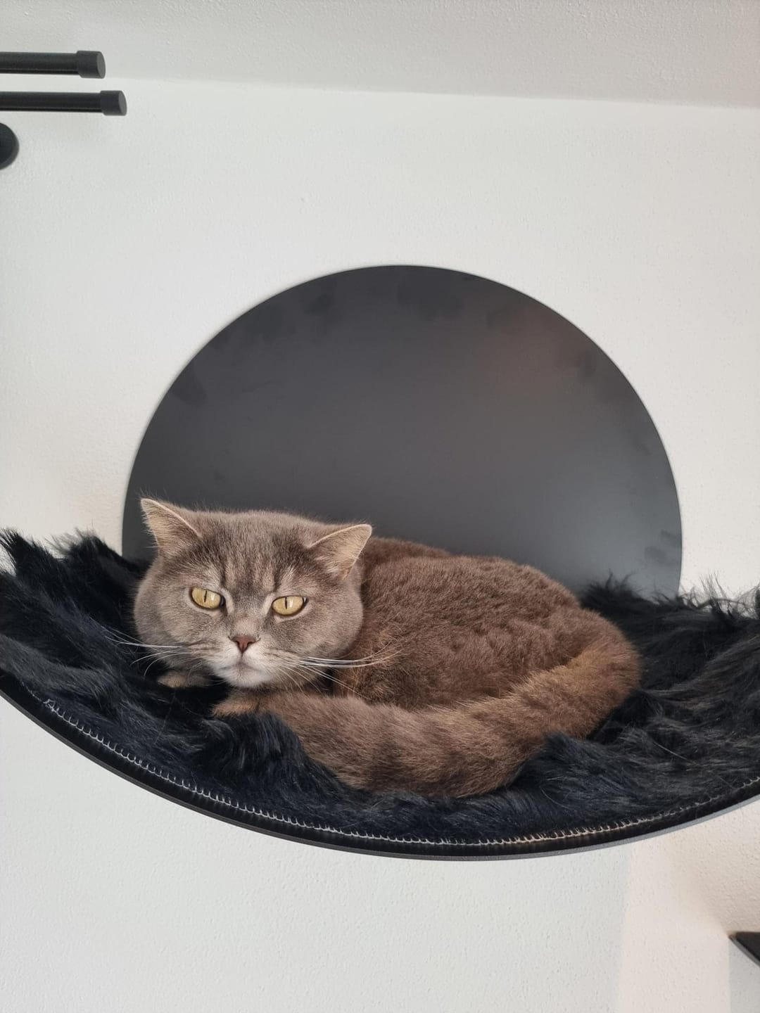 Customer photo review of STYA Katzen Kletterwand | Set Galerie | Linie WL100