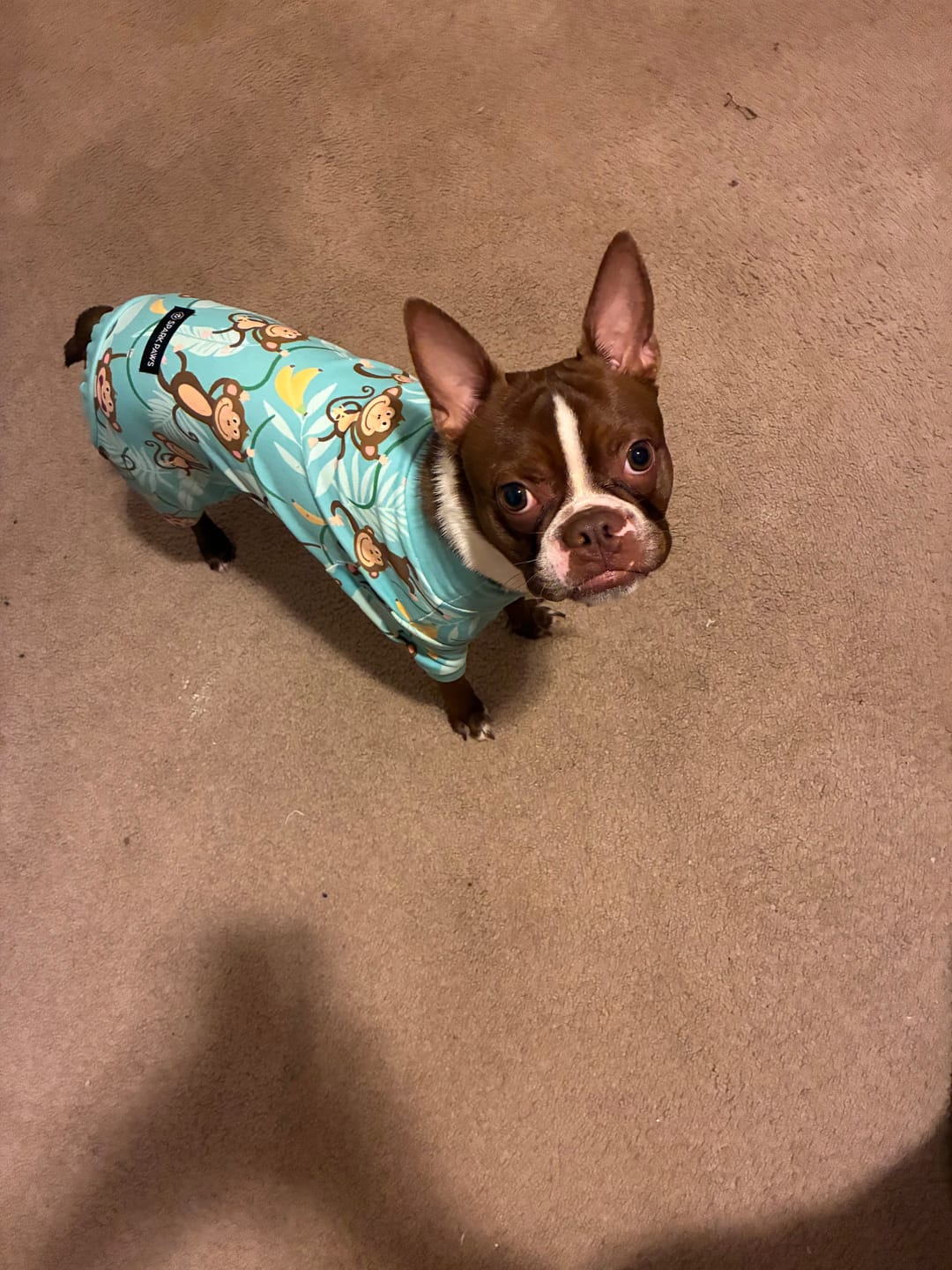 Customer photo review of Dog Pajama - Monkey Business