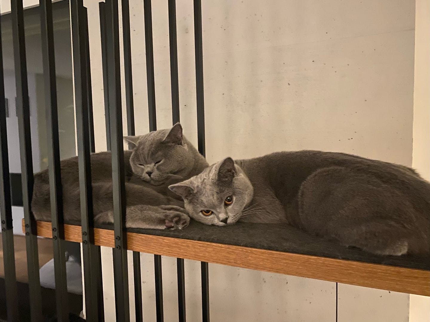 Customer photo review of STYA Katzen Kratzbaum MS220