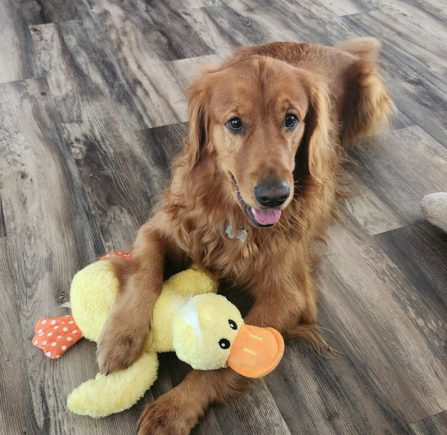 Customer photo review of K9 Belly Bliss™