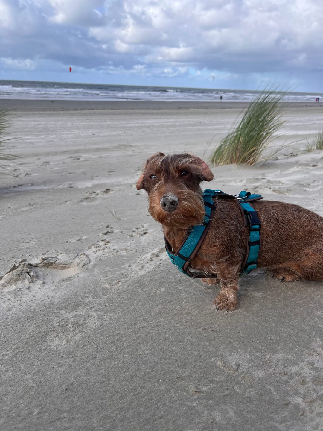 Customer photo review of Wurmtest Pro Hund