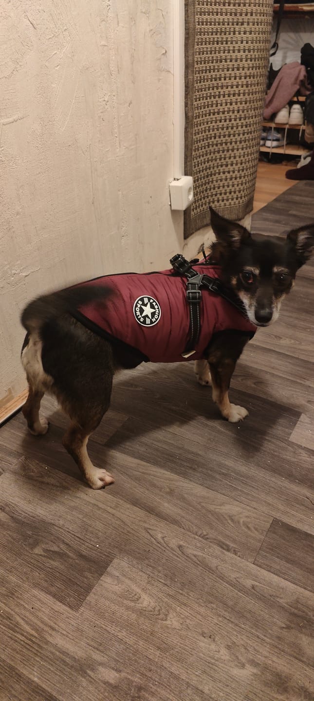 Customer photo review of Wasserdichter Hundemantel Extreme – Warme Winterjacke mit integriertem Geschirr