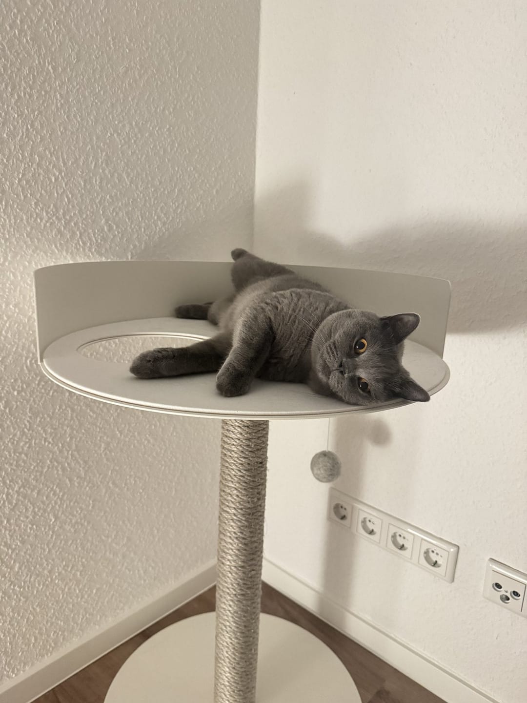 Customer photo review of STYA Katzen Kratzbaum MS510