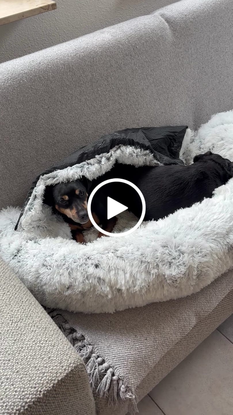 Customer video review of Pet Perfect Fluffy Donut Hondenmand - Rond - Wasbaar
