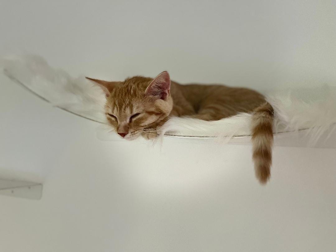 Customer photo review of STYA Katzen Kletterwand | XXL Hängematte WL370