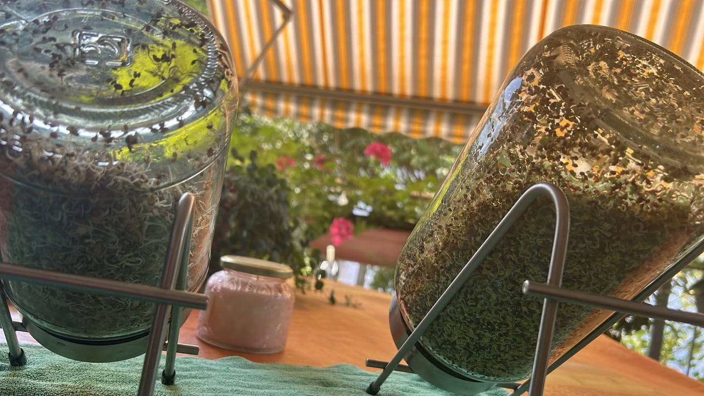 Customer photo review of Federkohl/Grünkohl Bio Samensprossen 75g