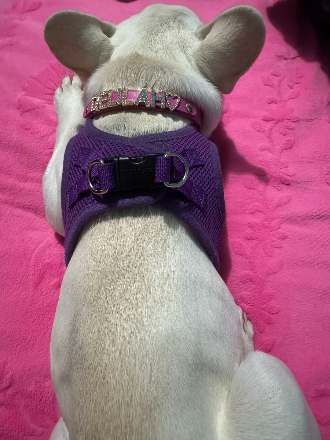 Customer photo review of The Personalized Sparkle Collar