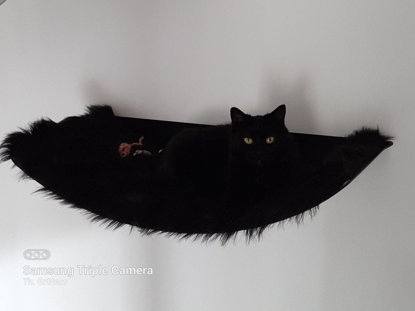 Customer photo review of STYA Katzen Kletterwand | Set Eleganz Hängematte XXL | Linie WL100