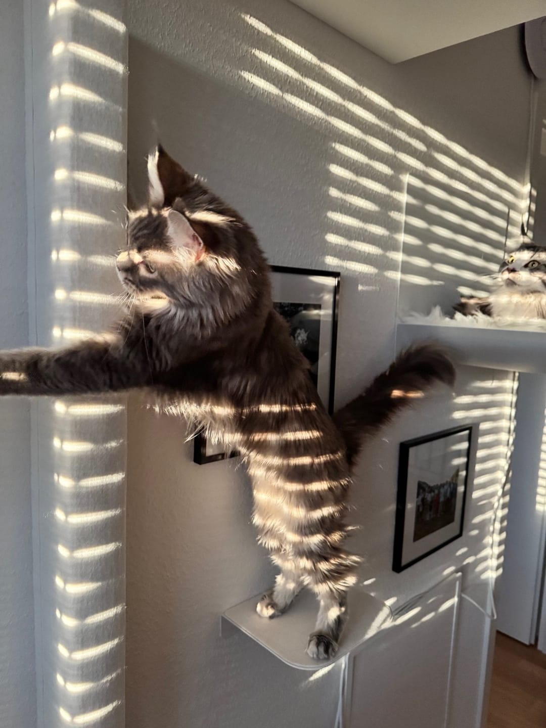Customer photo review of STYA Katzen Kletterwand | Katzen Treppe WL340 | Mit 3 Stufen
